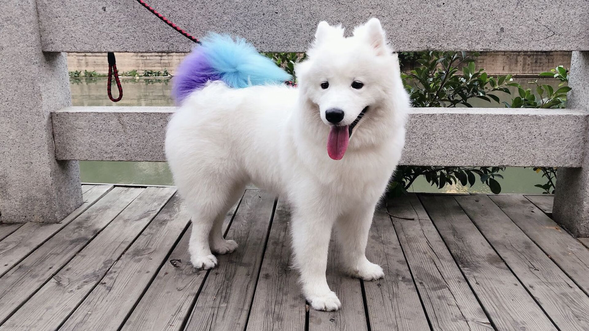 东决关键战焦点战，牙买加爆冷波兰，体育奇迹的诞生